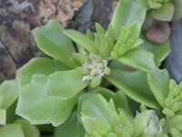 Sedum stellatum 1, Saxifraga-Rutger Barendse