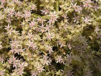 Sedum stoloniferum 1, Saxifraga-Jan van der Straaten