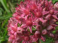 Sedum telephium, Orpine