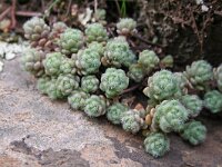 Sedum villosum