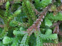 Selaginella denticulata