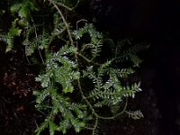 Selaginella kraussiana 1, Gazonmosvarentje, Saxifraga-Ed Stikvoort