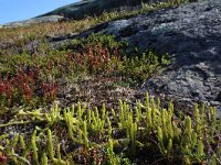 Selaginella selaginoides, Club Spikemoss