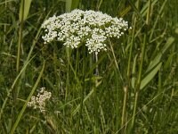 Selinum carvifolia