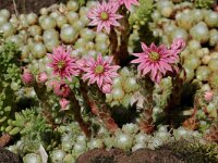 Sempervivum arachnoideum, Cobweb Houseleek