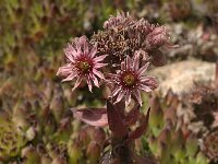 Sempervivum arvernense 1, Saxifraga-Jan van der Straaten