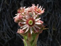 Sempervivum calcareum 1, Saxifraga-Marijke Verhagen