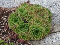 Sempervivum erythraeum