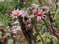 Sempervivum funckii