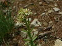 Sempervivum grandiflorum 1, Saxifraga-Dirk Hilbers