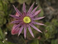 Sempervivum montanum