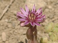 Sempervivum pumilum