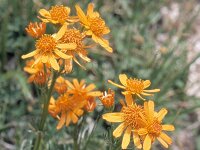 Senecio abrotanifolius