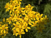 Senecio adonidifolius