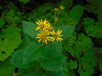 Senecio alpina