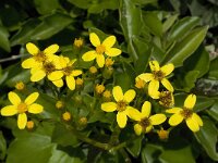 Senecio angulatus