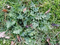 Senecio aquaticus, Marsh Ragwort