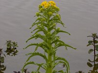 Senecio congestus