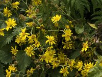 Senecio cordatus