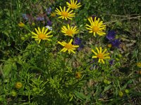 Senecio delphinoides 1, Saxifraga-Rutger Barendse