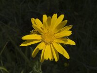 Senecio doronicum, Chamois Ragwort