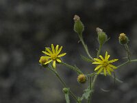 Senecio erraticus