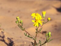 Senecio gallicus