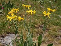 Senecio gaudinii 1, Saxifraga-Harry Jans