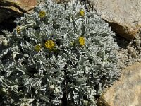 Senecio halleri 1, Saxifraga-Willem van Kruijsbergen