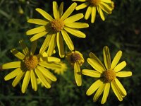 Senecio inaequidens, Narrow Leaved Ragwort