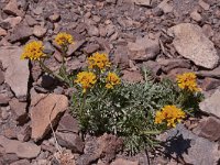 Senecio incanus