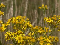 Senecio jacobaea 67, Jacobskruiskruid, Saxifraga-Jan van der Straaten