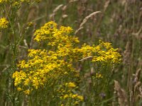 Senecio jacobaea 68, Jacobskruiskruid, Saxifraga-Jan van der Straaten