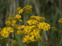 Senecio jacobaea 70, Jacobskruiskruid, Saxifraga-Jan van der Straaten