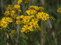 Senecio jacobaea 71, Jacobskruiskruid, Saxifraga-Jan van der Straaten