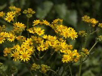 Senecio jacobaea 72, Jacobskruiskruid, Saxifraga-Jan van der Straaten