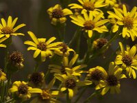 Senecio jacobaea 73, Jacobskruiskruid, Saxifraga-Jan van der Straaten