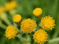 Senecio jacobaea ssp dunensis 61, Duinkruiskruid, Saxifraga-Sonja Bouwman