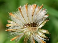 Senecio jacobaea ssp dunensis 62, Duinkruiskruid, Saxifraga-Sonja Bouwman
