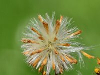 Senecio jacobaea ssp vulgaris 64, Jacobskruiskruid, Saxifraga-Sonja Bouwman