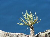 Senecio kleinsii