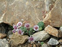 Senecio leucanthemifolius ssp rodriguezii 1, Saxifraga-Jeroen Willemsen