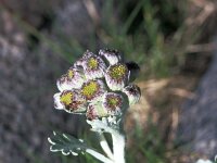 Senecio leucophyllus