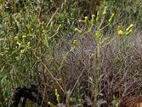 Senecio lividus