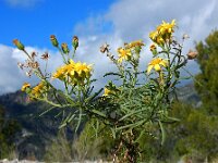 Senecio nevadensis