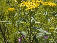 Senecio ovatus, Wood Ragwort