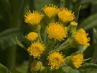 Senecio ovirensis