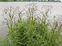 Senecio paludosus, Fan Ragwort