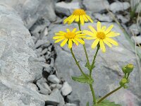 Senecio petraeus