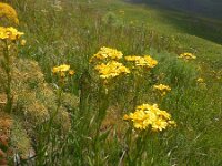 Senecio pseudoorientalis